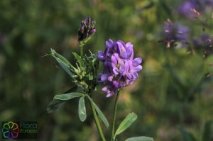 Medicago sativa (12)